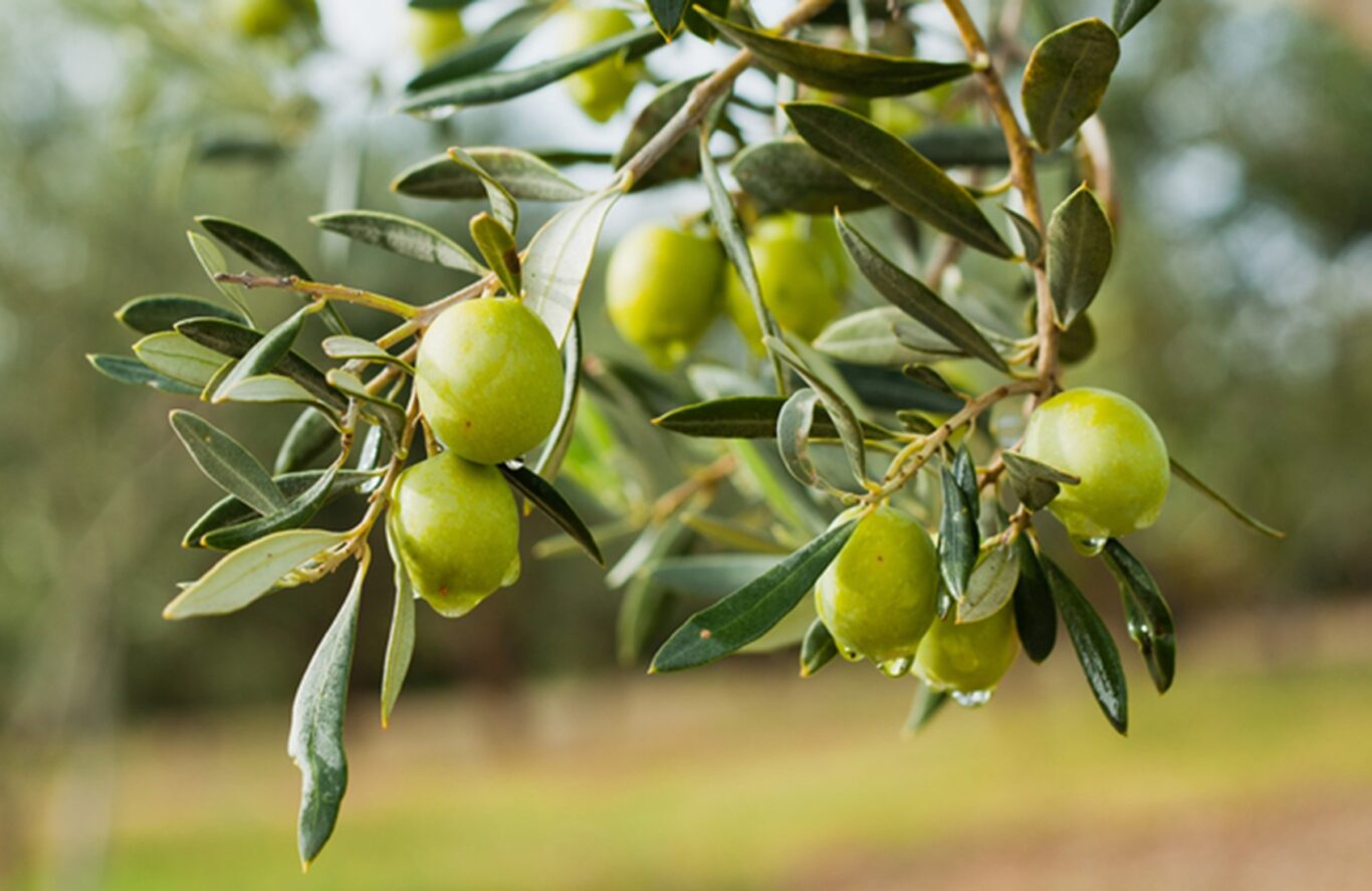 Olives on branch