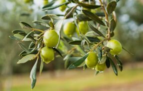 Olives on branch