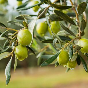 Olives on branch