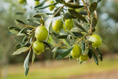 Olives on branch