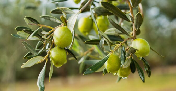 Olives on branch