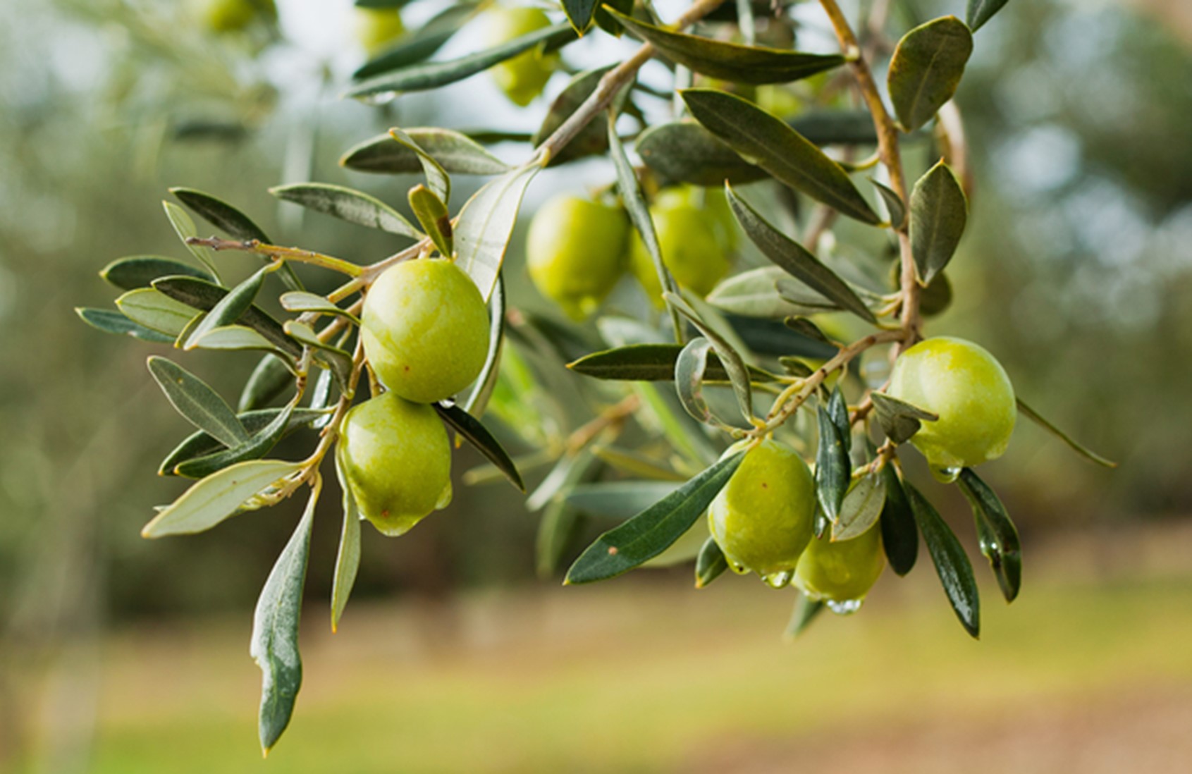 Olives on branch