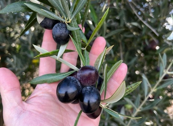 olives in hand on branch