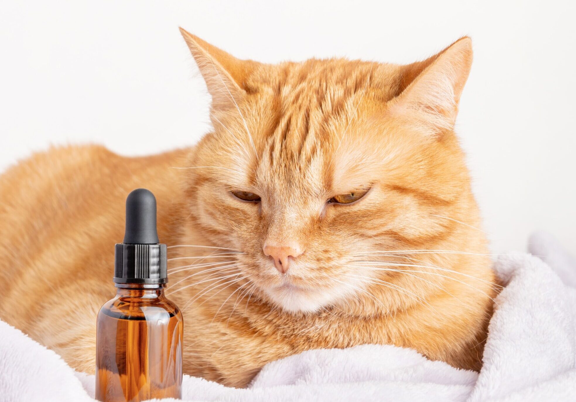 calm-ginger-cat-brown-bottle-medication-min