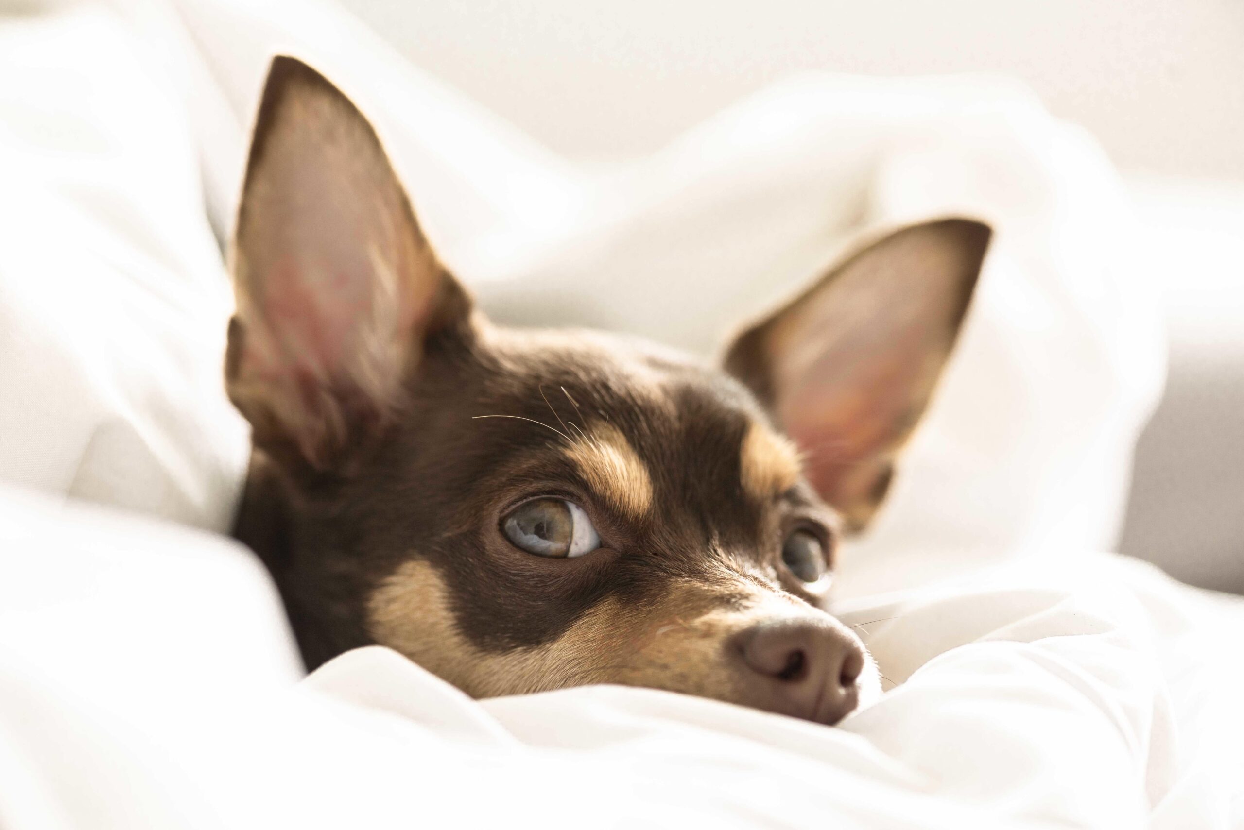 close-up-selective-shot-dog-min