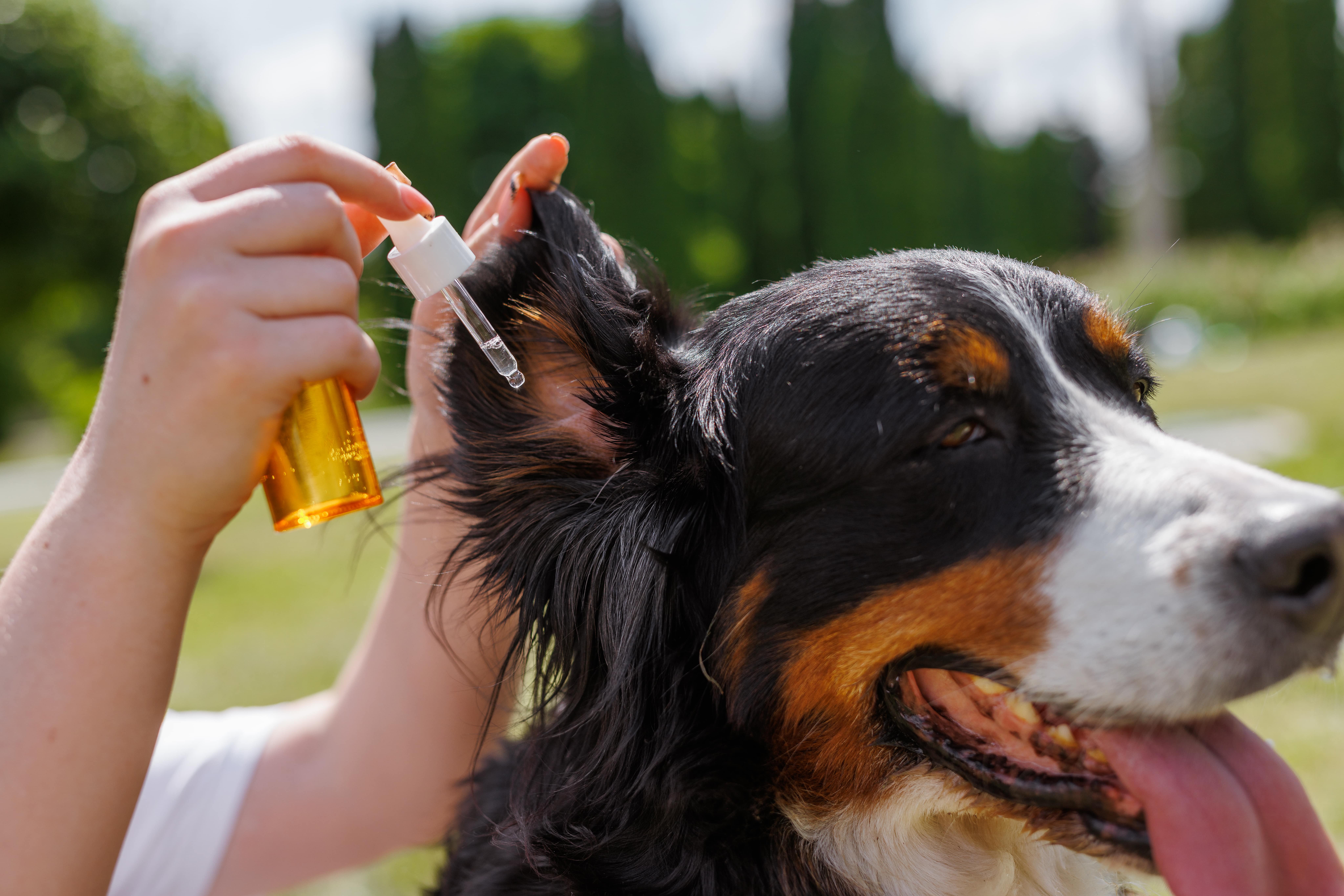 giving-ear-drops-calm-dog-outdoors-sunny-day-caring-its-health-enjoying-nature-min
