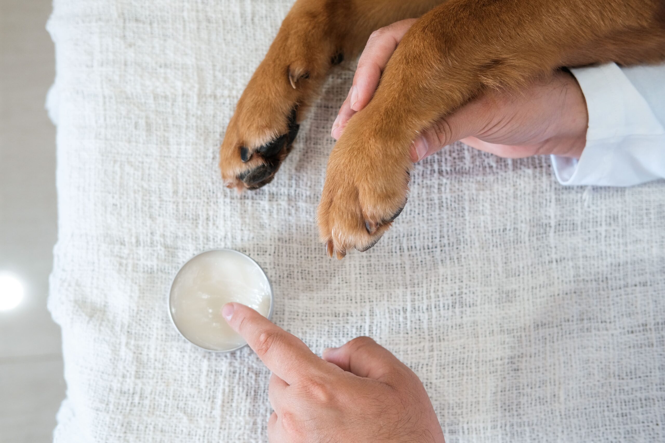top-closeup-banner-man-hands-applying-cream-paw-his-golden-retriever-min